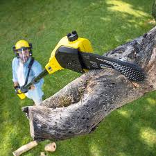 Lawn Pest Prevention in Port Carbon, PA